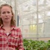 Image from video on use of beneficial inoculants in strawberry tip production.