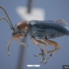 leaf beetle