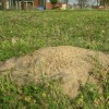 fireantmoundlawn