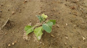 Cover photo for Tobacco Insect Scouting Update. May 2, 2014