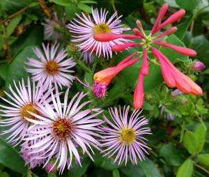 Cover photo for Fall in the Pollinator Garden