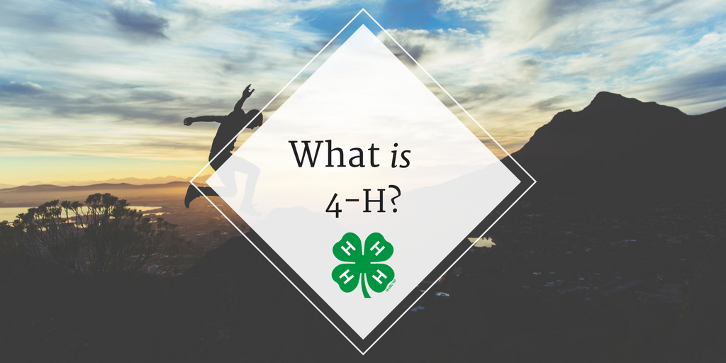 What is 4-H? banner