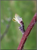 Cover photo for Apple Disease Update: Half-Inch Green