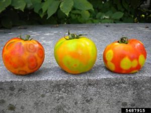 Cover photo for Tomato Growing Tips for Pamlico County