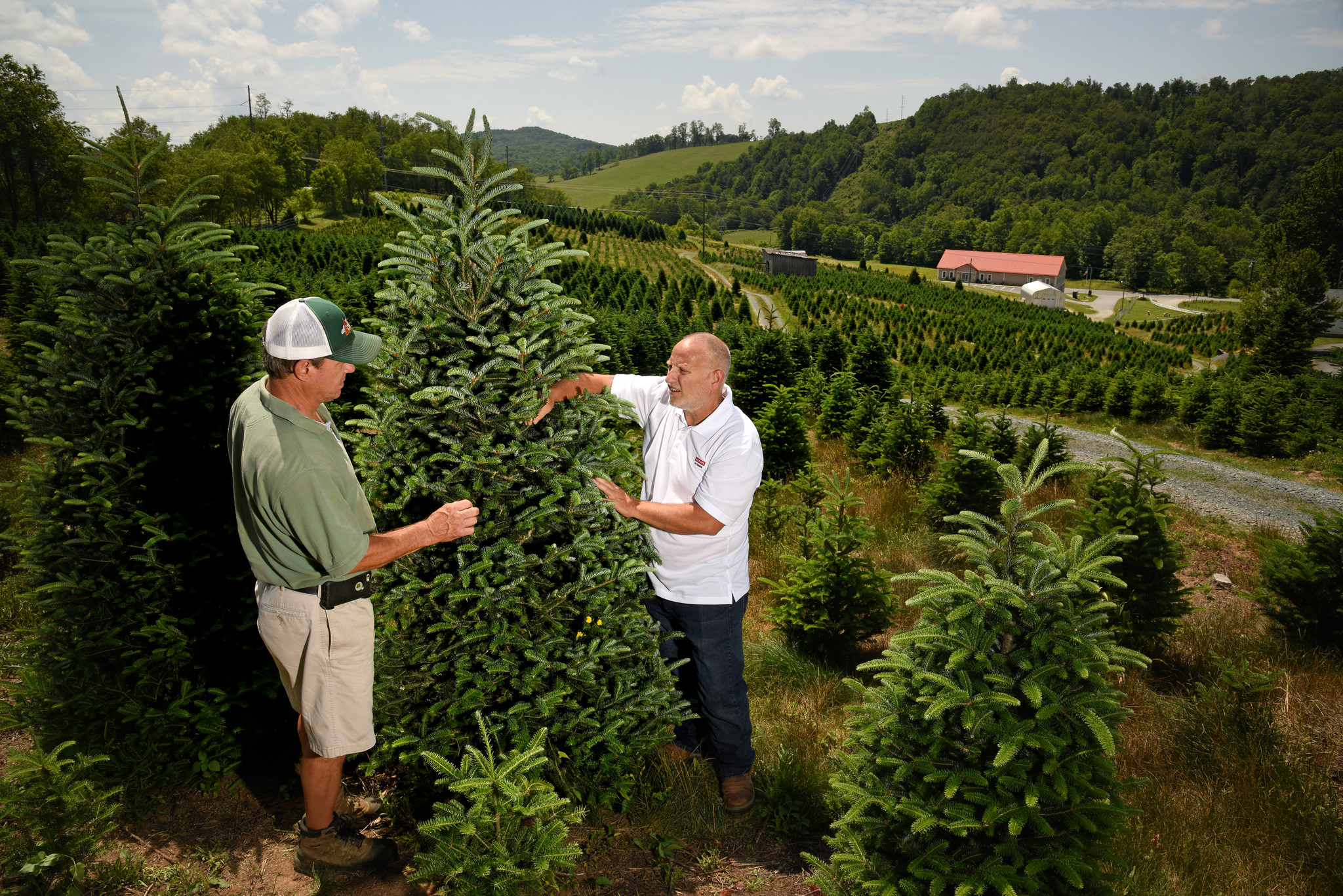 Two men looking at a Christmas tree