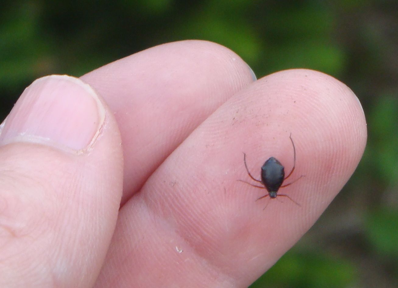 Picture of Cinara Aphid