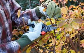 Gloved hands pruning a bush with pruning shears.