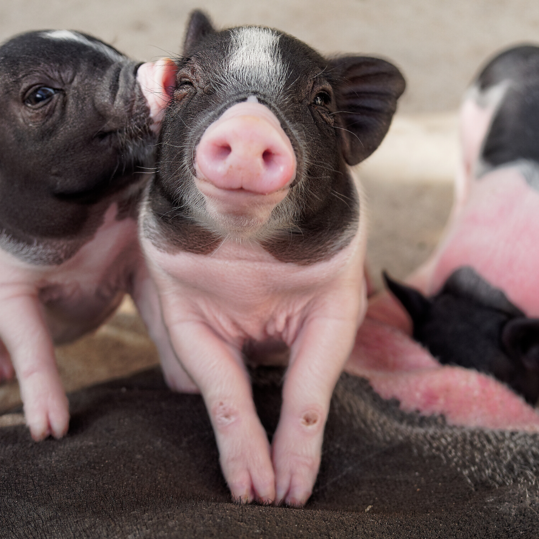 Black and white Piglets