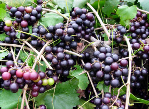 muscadine grape vines