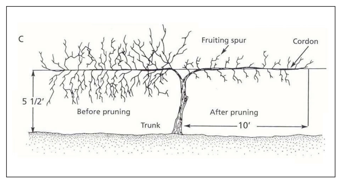 A drawn example of how to prune