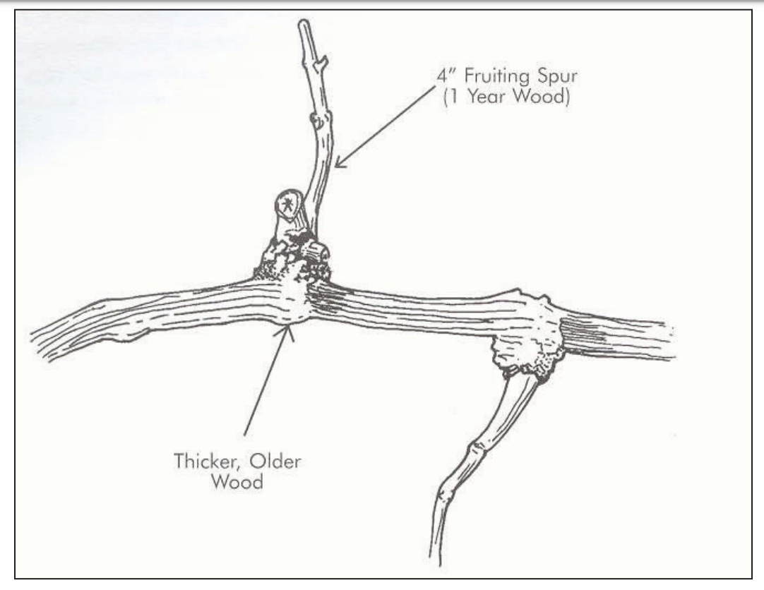 Picture of a fruiting spur