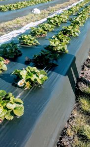 Cover photo for 10-Day-Weather Forecast: Flower Cold Protection Is a Judgment Call in NC