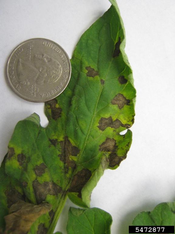 picture of tomato plant leaf with TSWV