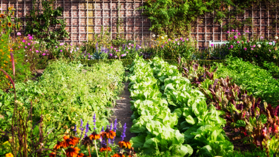 Herb garden