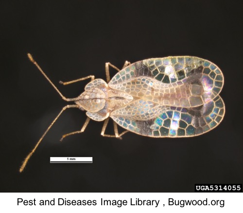 picture of azalea lace bug