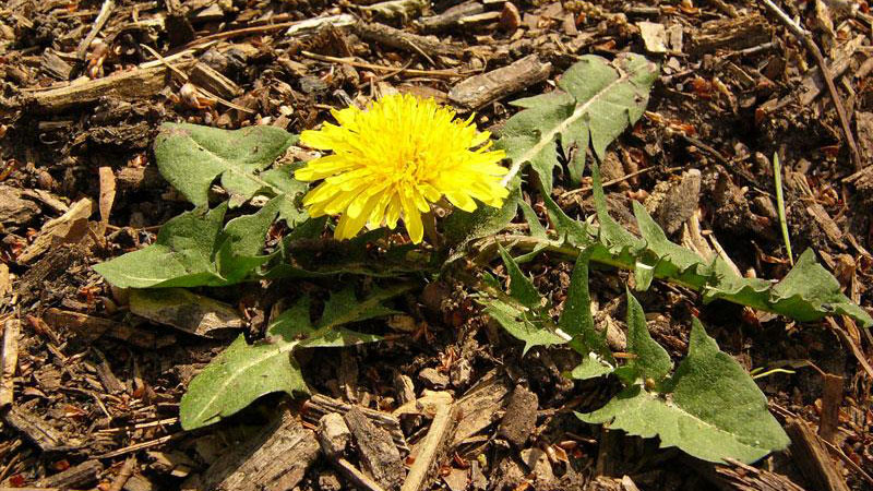 picture of a dandelion