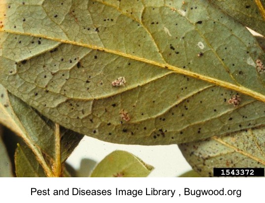 picture of a leaf with damage from a lace bug