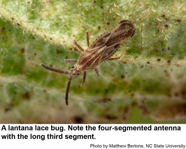 picture of a lantana lace bug