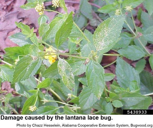 picture of damage from lantana lace bug