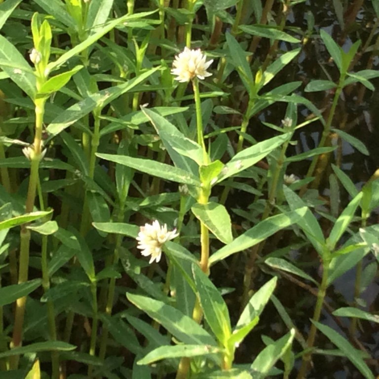 picture of alligator weed and its flowering part