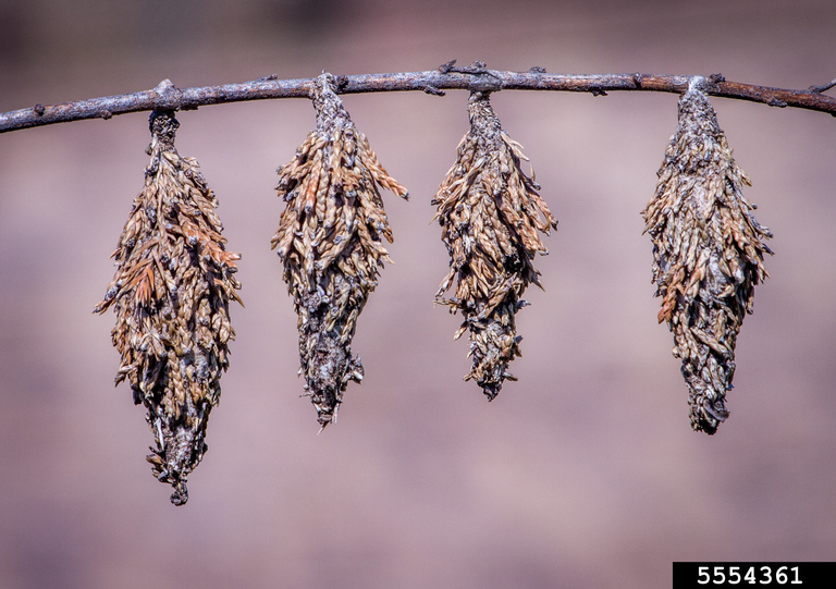 bagworms handing from branch