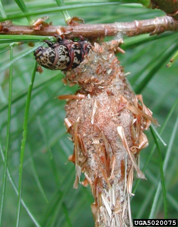 bagworm coming out of its bag