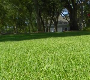 picture of Zoysia grass