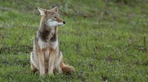 coyote in a field