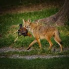 Coyote with chicken in its mouth