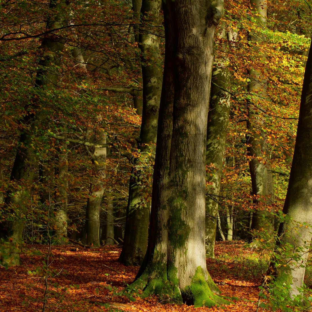 picture of forest in the fall