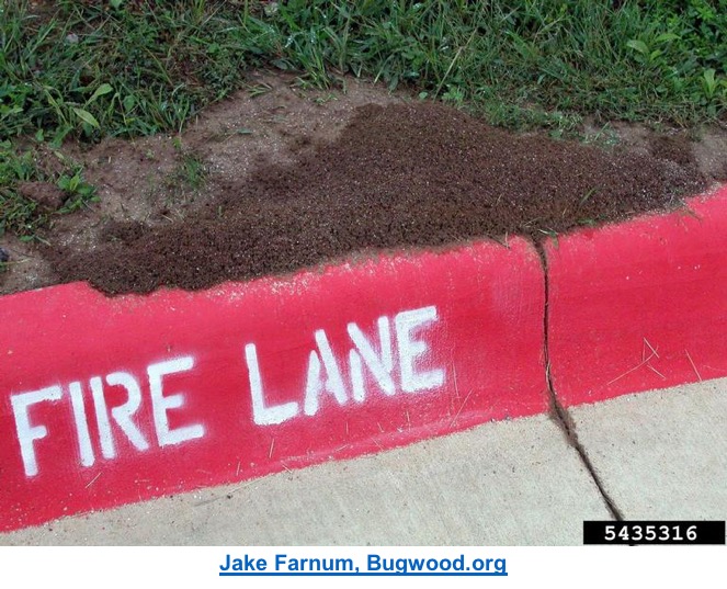 fire ant mount on a curb