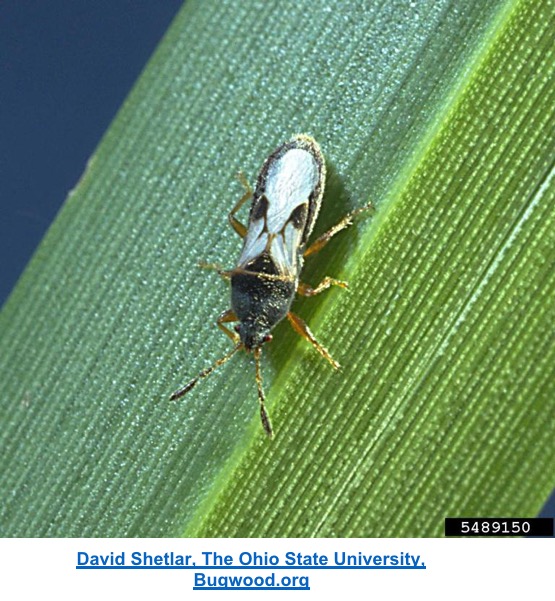 Chinch bug on a leaf