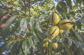 up close picture of a pecan tree with pecans that are not ready