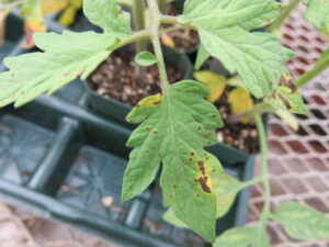 Bacterial spot on tomato transplant.