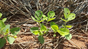 Cover photo for Webinar RECORDING: Early Season Soybean Management