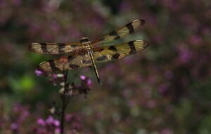 Cover photo for Register Now for April CCP Meeting About Dragonflies and Damselflies
