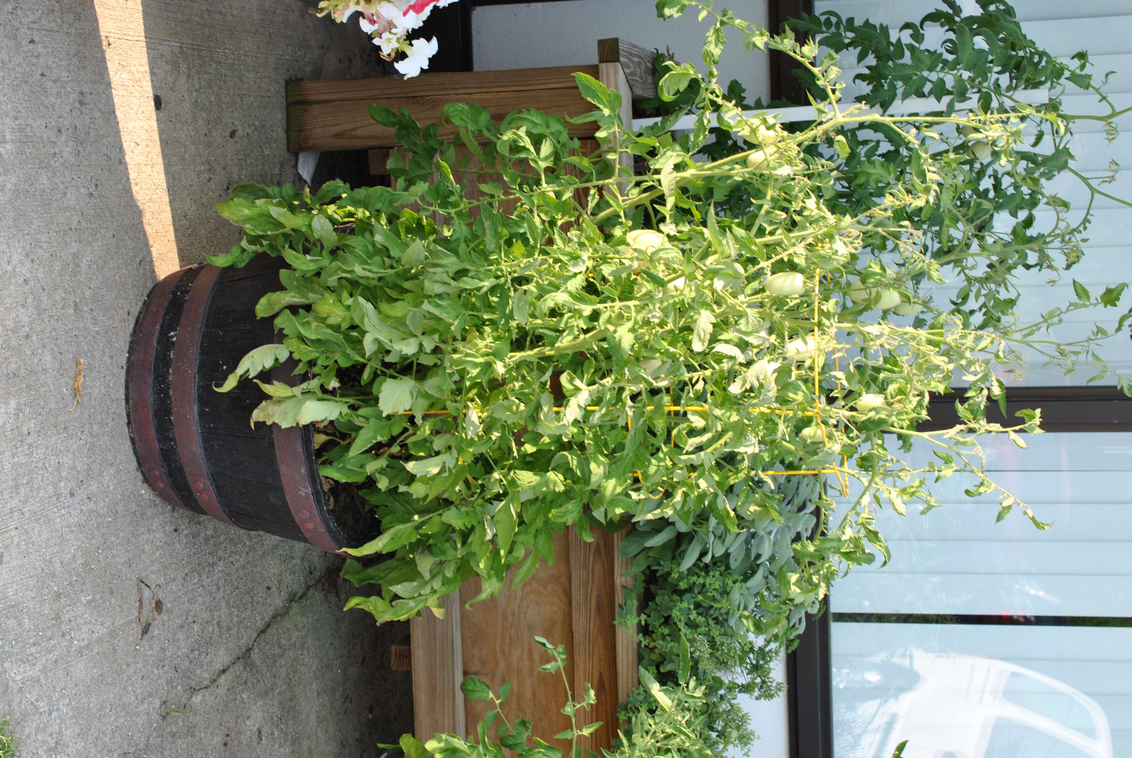 tomato plant in planter