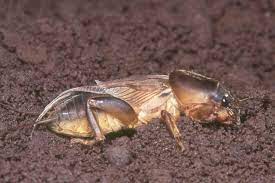 large pic of a mole cricket in dirt