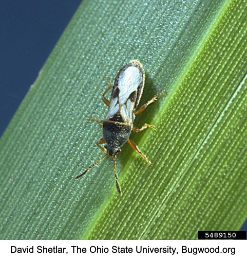 close-up of a bug on a leaf