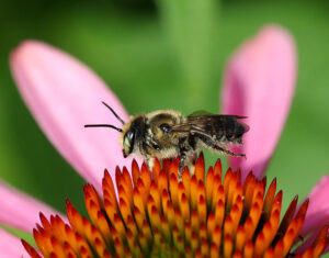 Cover photo for Register Now for Virtual Pollinator Field Day June 22