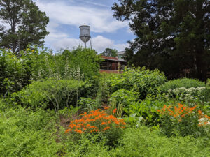Cover photo for Register Now for a Summer Tour of the Pollinator Paradise Garden!