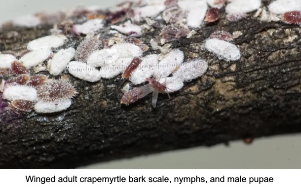 scale disease on bark