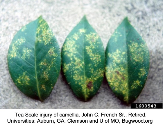 Nursery Management of Tea Scale on Camellias and Hollies