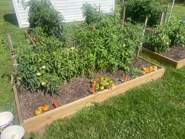 raised beds with tomato plants