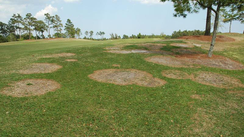 green lawn with large patches of brown