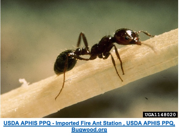 Close-up of a fire ant on a stick
