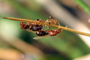 a group of fire ants on a stick