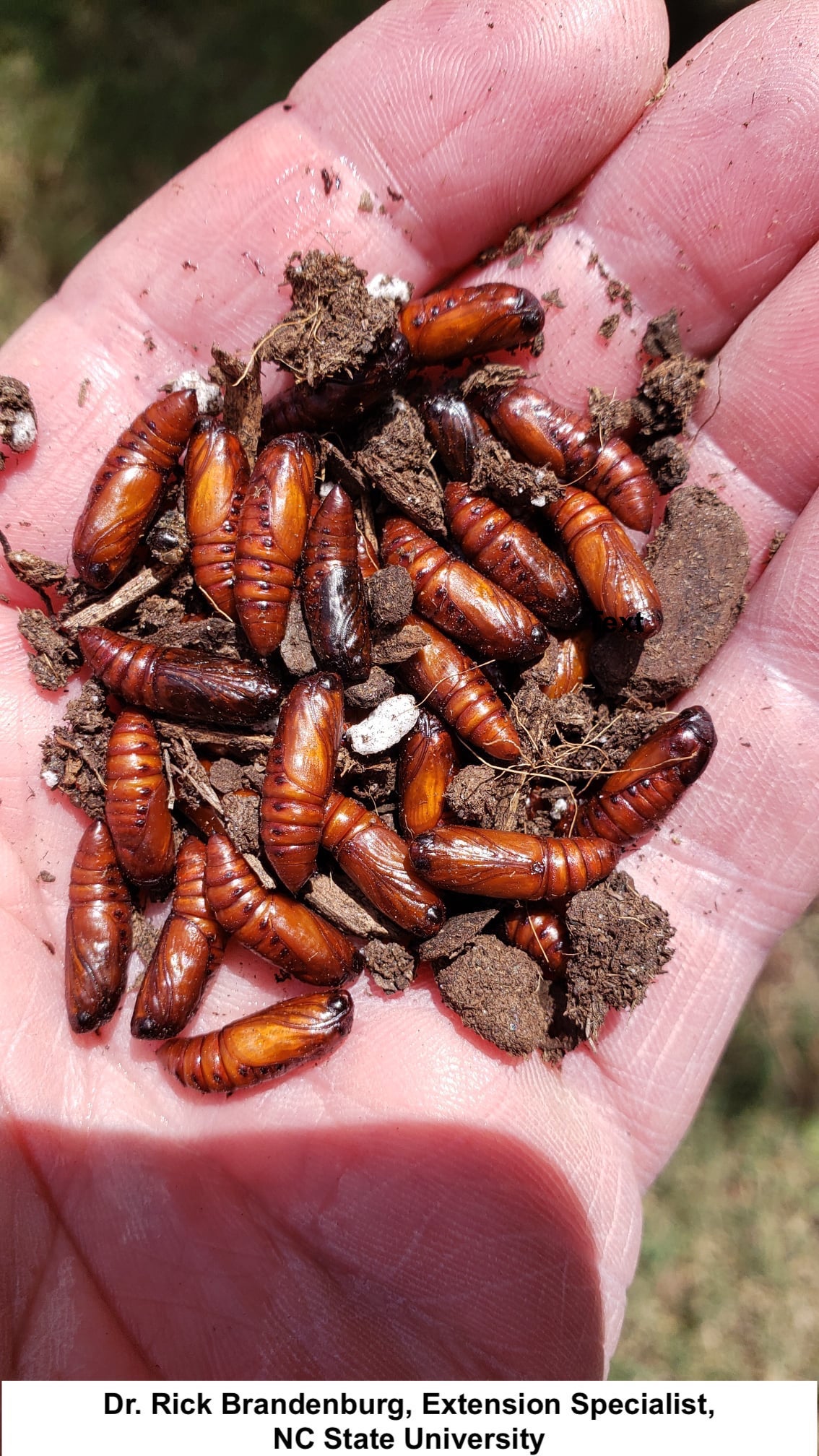 a man holding fall armyworm pupa in his hand