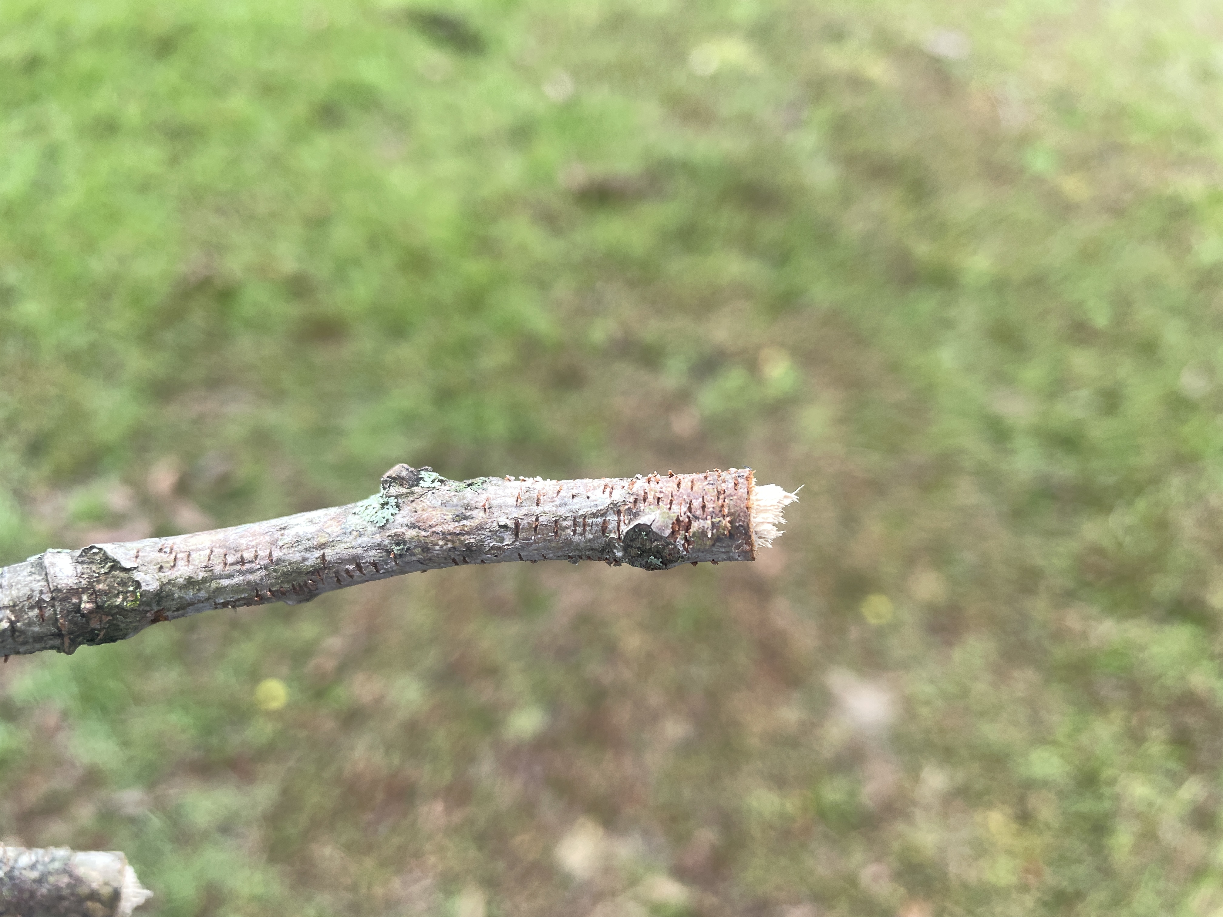 Twig Girdlers and Twig Pruners on Trees