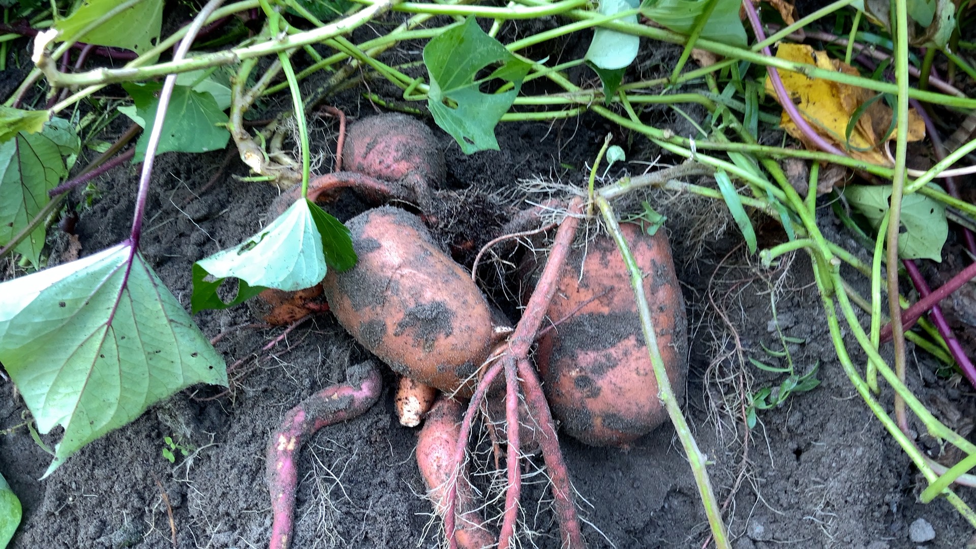 sweet potatoes in a field